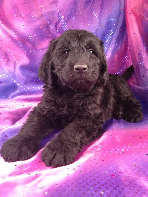 Giant Schnoodle Puppy for sale #1 Male|Giant Schnoodle Breeders in Florida Generally Charge More for their Giant Schnoodles|Puppies for sale